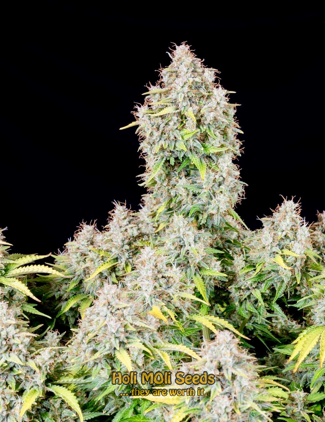 cinderella 99 autoflower cannabis pics