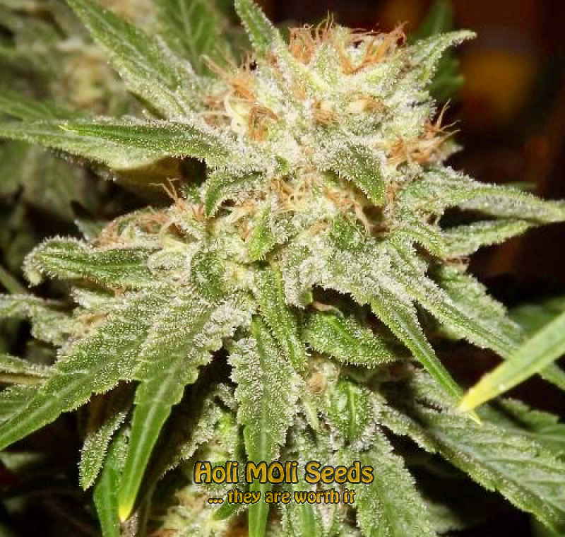 cinderella 99 autoflower cannabis pics