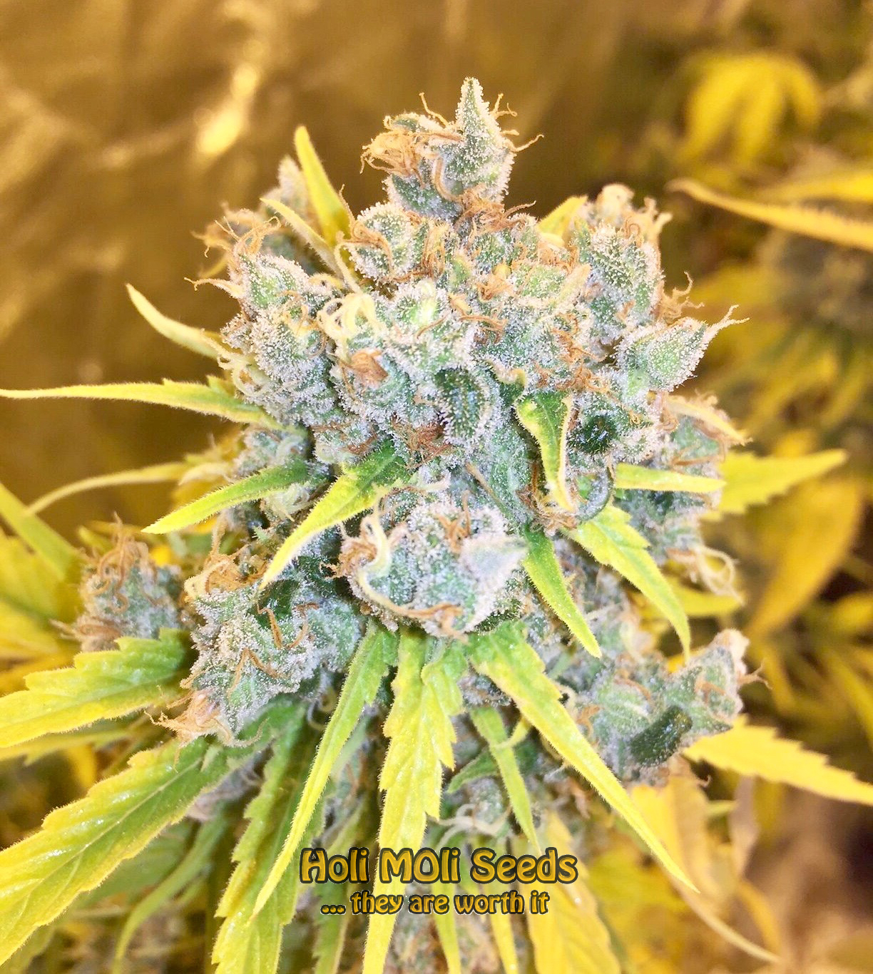 cinderella 99 autoflower cannabis pics