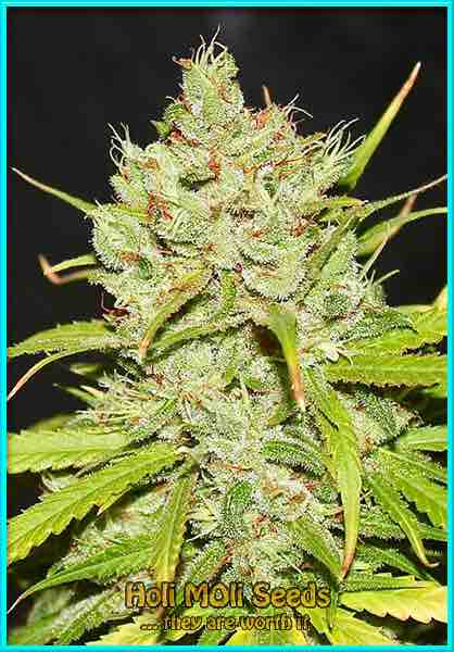 cinderella 99 autoflower cannabis pics