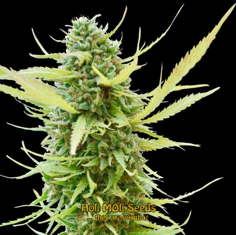 colombian gold autoflower cannabis pics