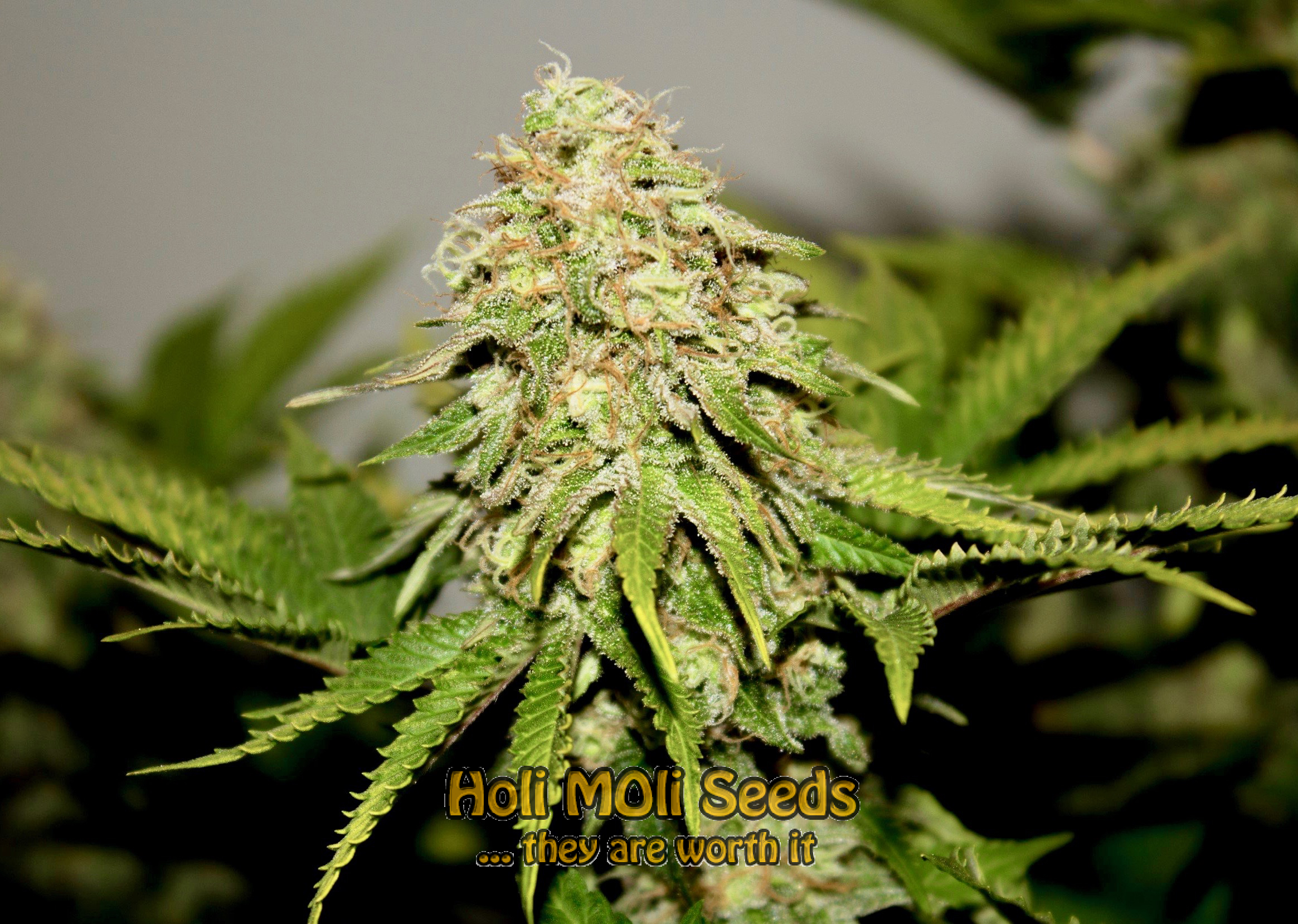 colombian gold autoflower cannabis pics