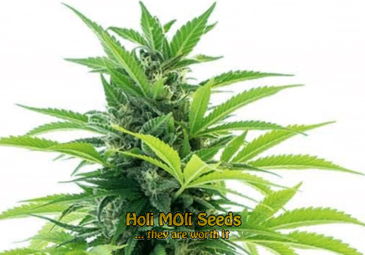 colombian gold autoflower cannabis pics