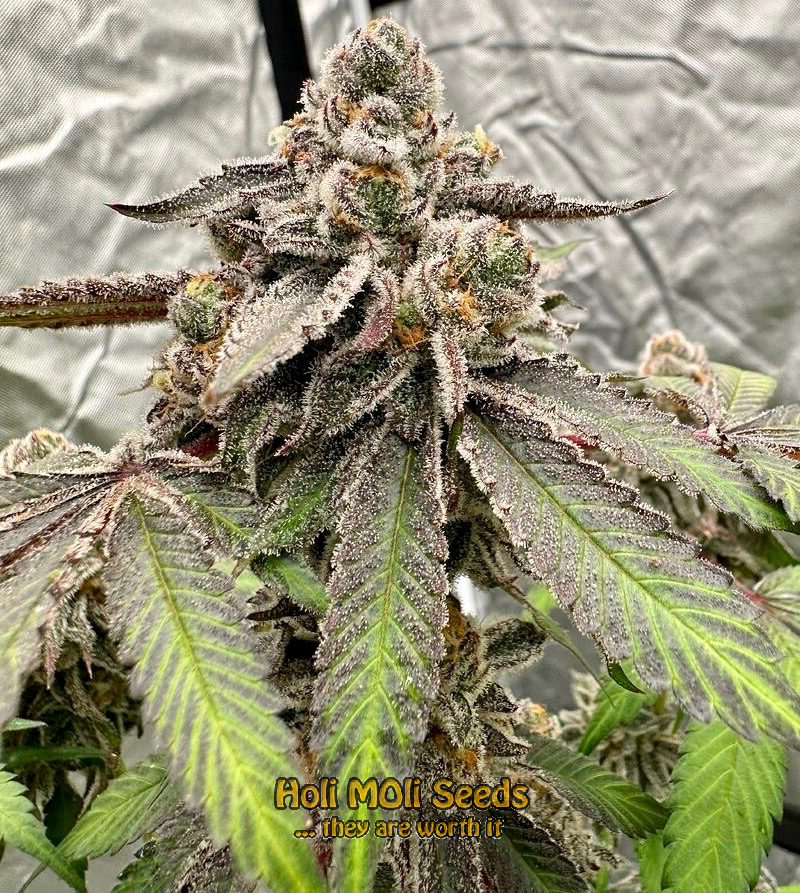 cream autoflower cannabis pics