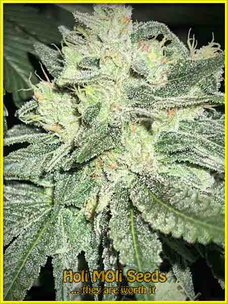 cream autoflower cannabis pics