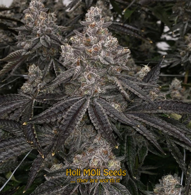 critical bilbo autoflower cannabis pics