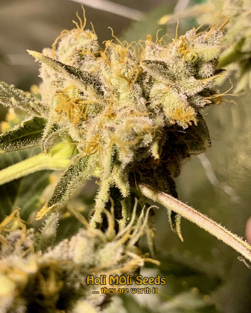 critical bilbo autoflower cannabis pics