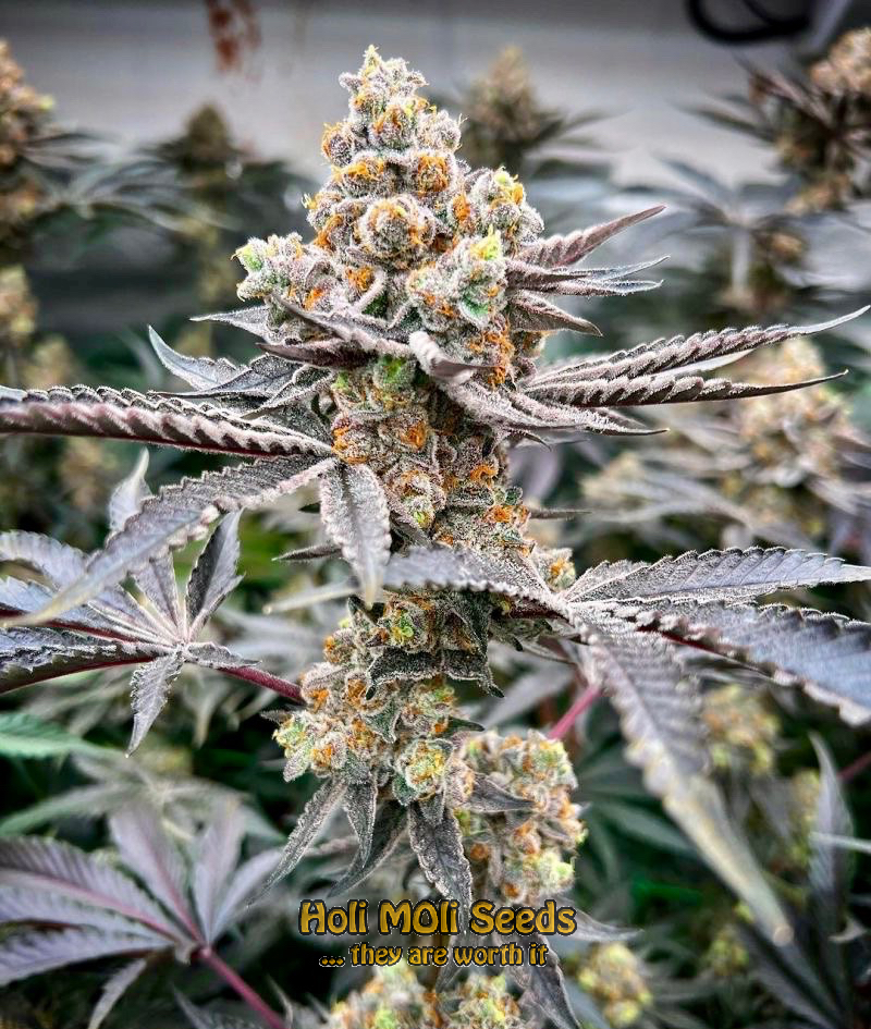 critical bilbo autoflower cannabis pics