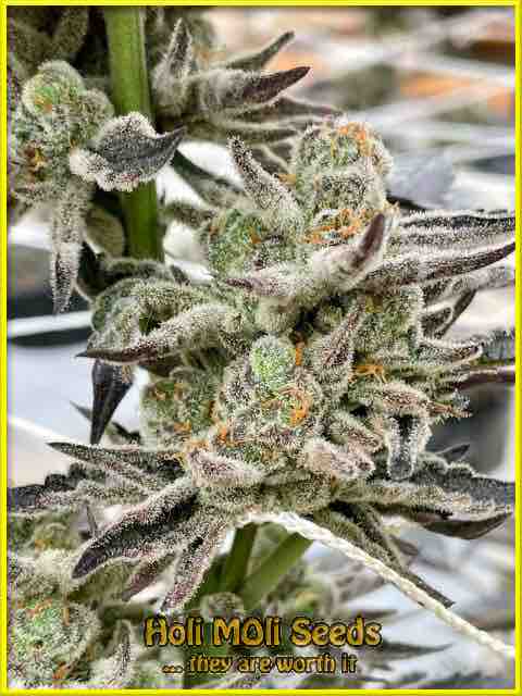 critical bilbo autoflower cannabis pics