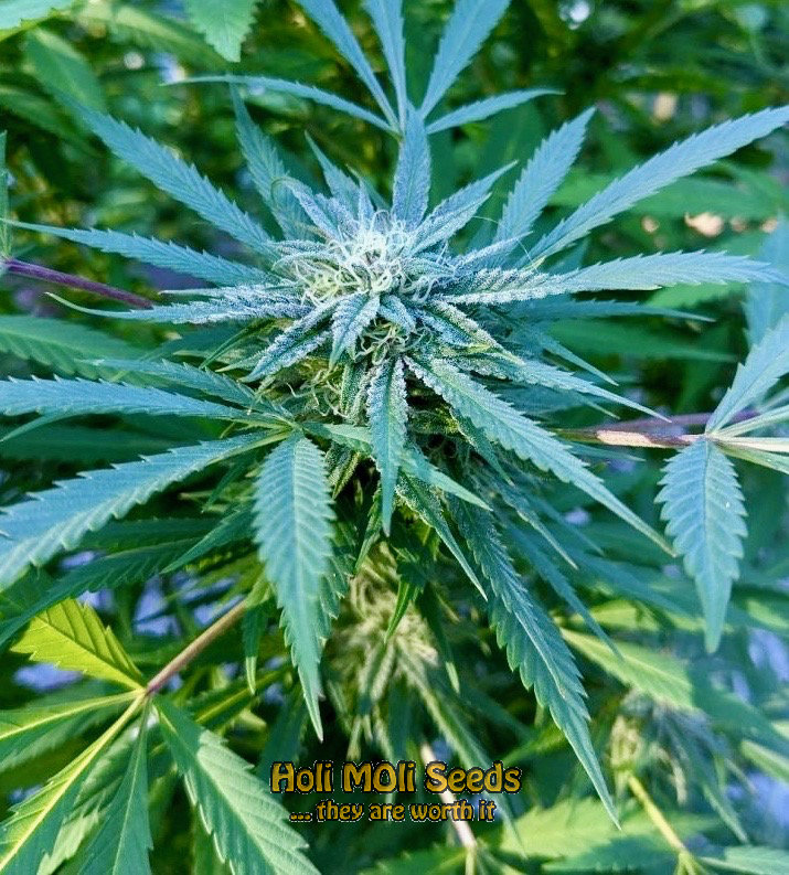 critical-gorilla-glue-4-autoflower cannabis pics