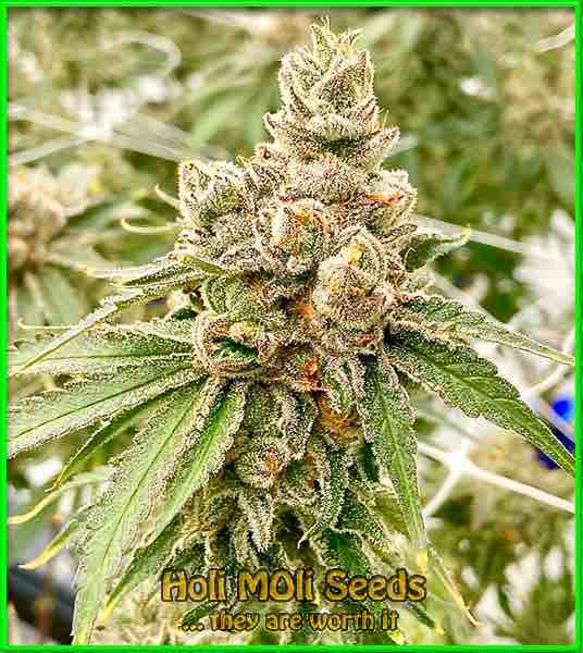 critical-gorilla-glue-4-autoflower cannabis pics