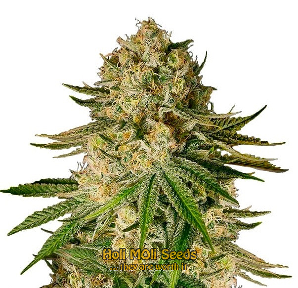 critical kush autoflower cannabis pics