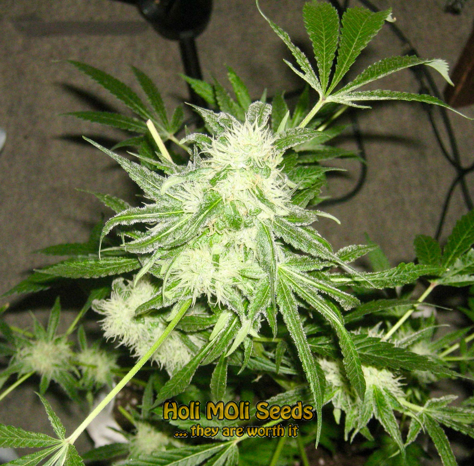 critical kush autoflower cannabis pics