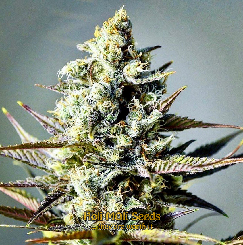 critical kush autoflower cannabis pics