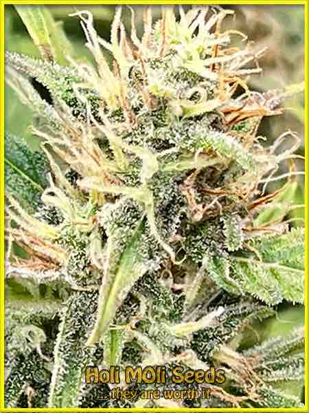 critical kush autoflower cannabis pics