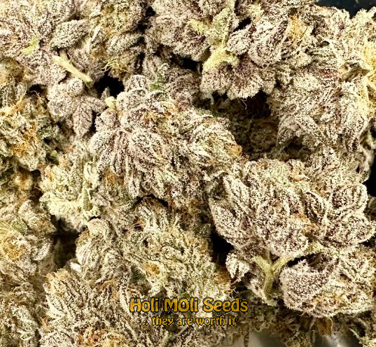 crystal candy autoflower cannabis pics