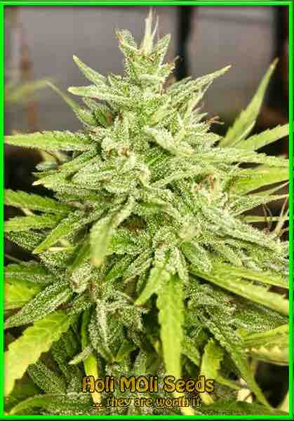 crystal candy autoflower cannabis pics