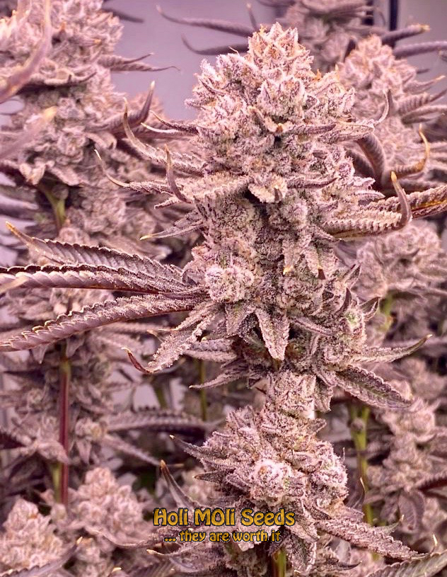 dark star autoflower cannabis pics