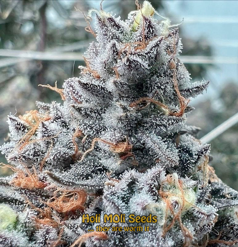 dark star autoflower cannabis pics