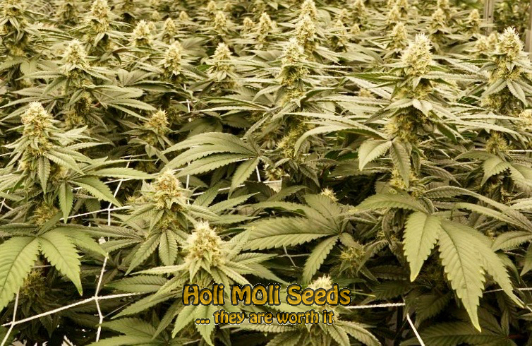 dark star autoflower cannabis pics