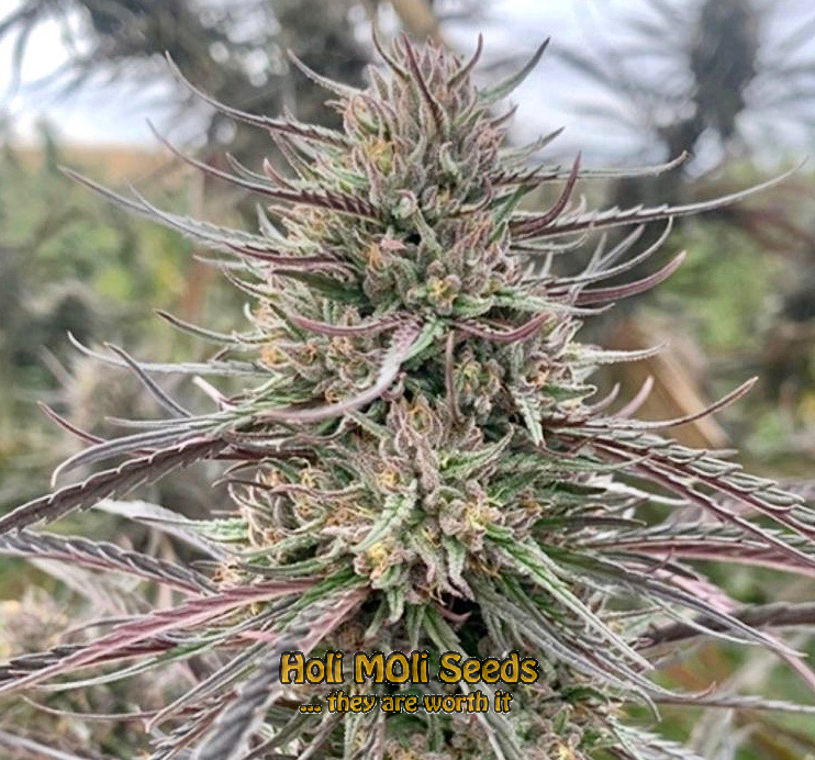 dark star autoflower cannabis pics