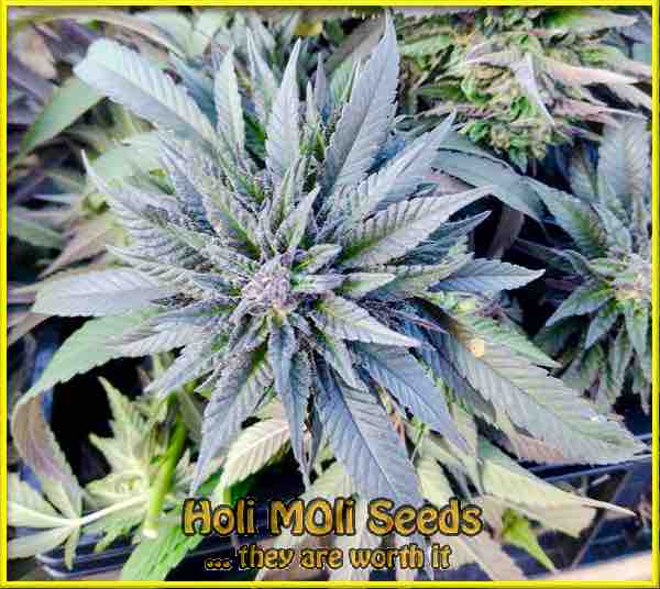 dark star autoflower cannabis pics