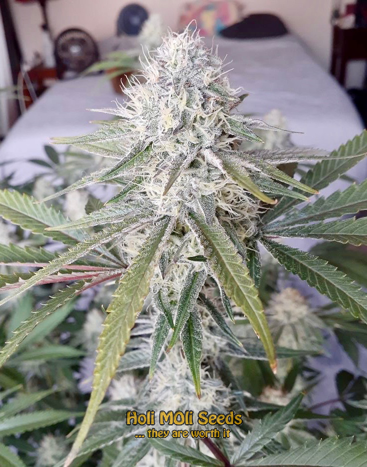 deimos autoflower cannabis pics