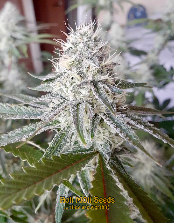 deimos autoflower cannabis pics