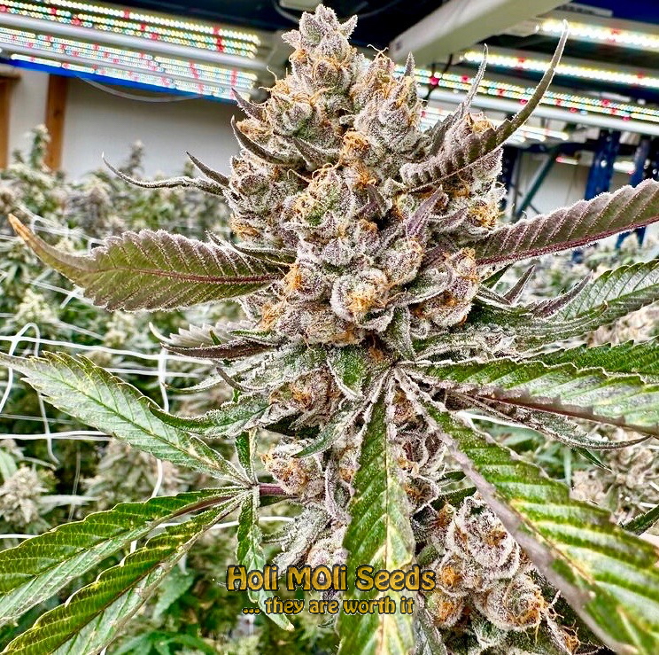 deimos autoflower cannabis pics