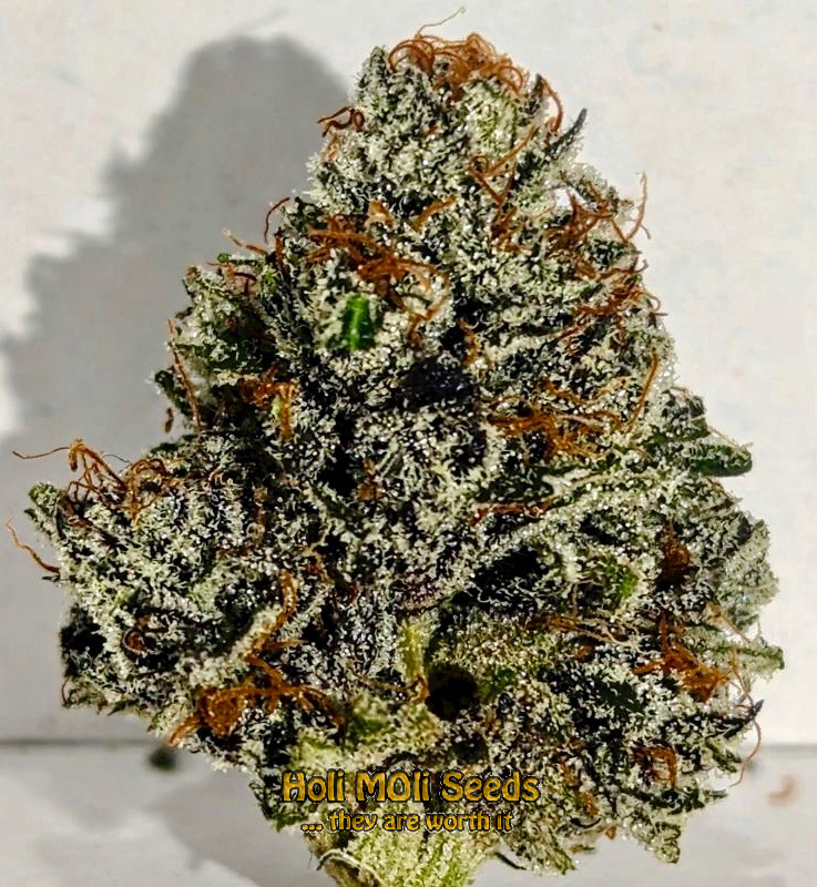 deimos autoflower cannabis pics