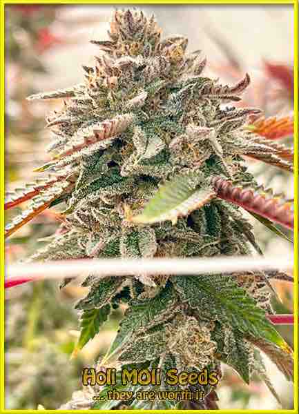 deimos autoflower cannabis pics