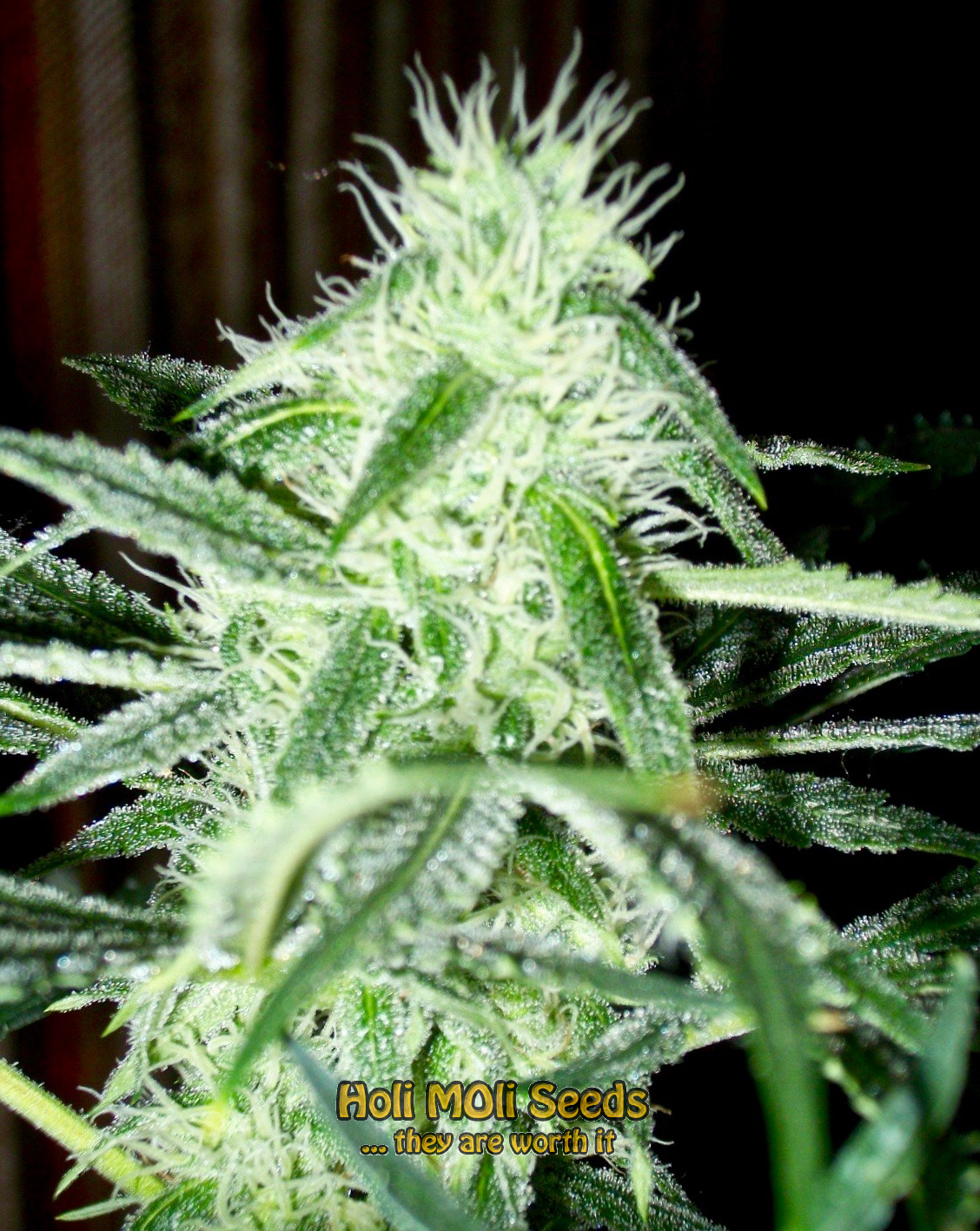 do si dos autoflower cannabis pics