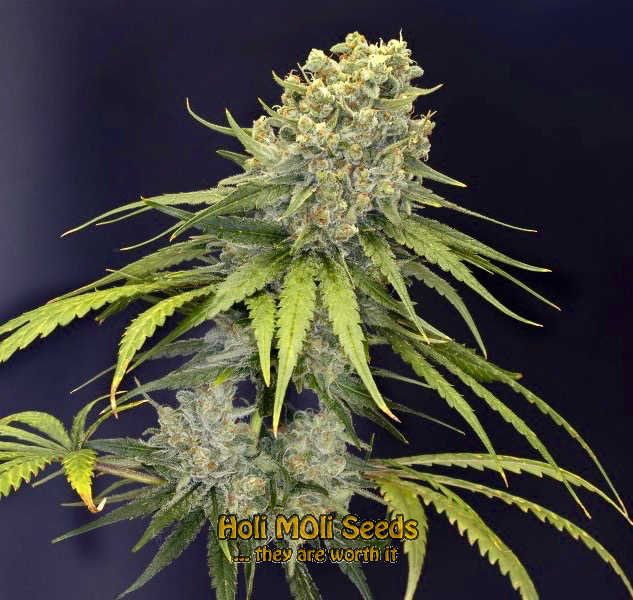 do si dos autoflower cannabis pics