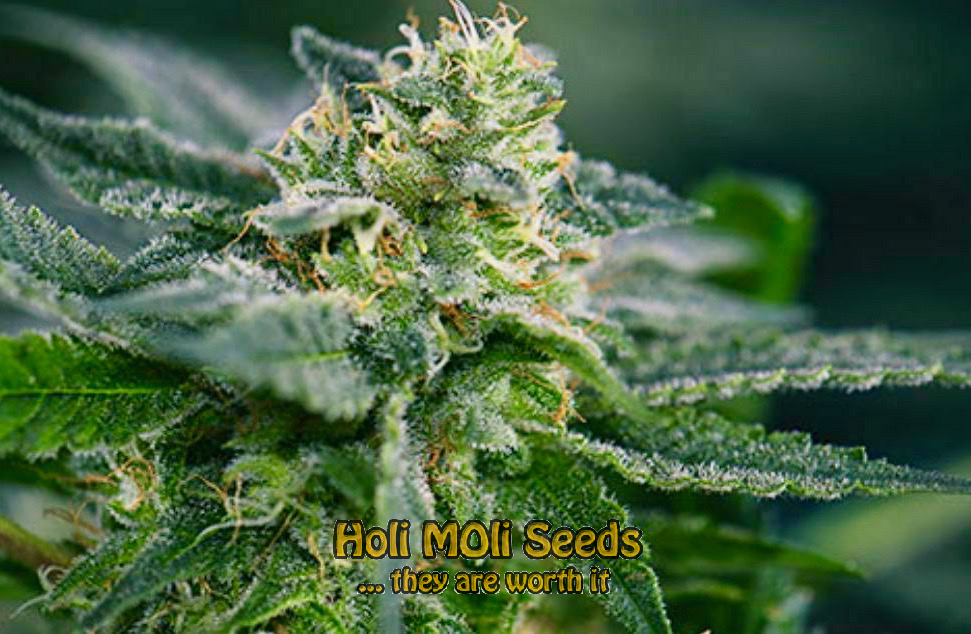 do si dos autoflower cannabis pics