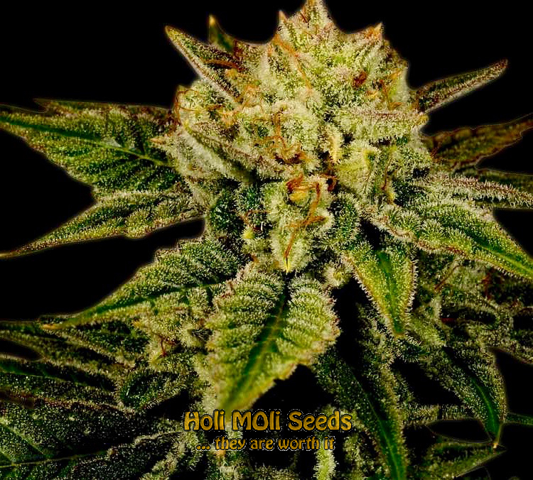 durban poison autoflower cannabis pics