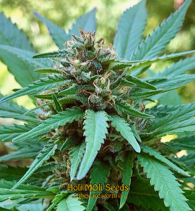 durban poison autoflower cannabis pics