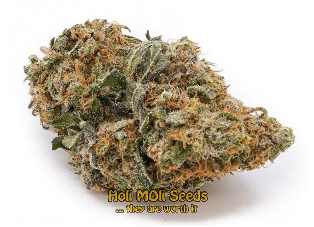 durban poison autoflower cannabis pics