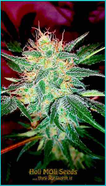 durban poison autoflower cannabis pics