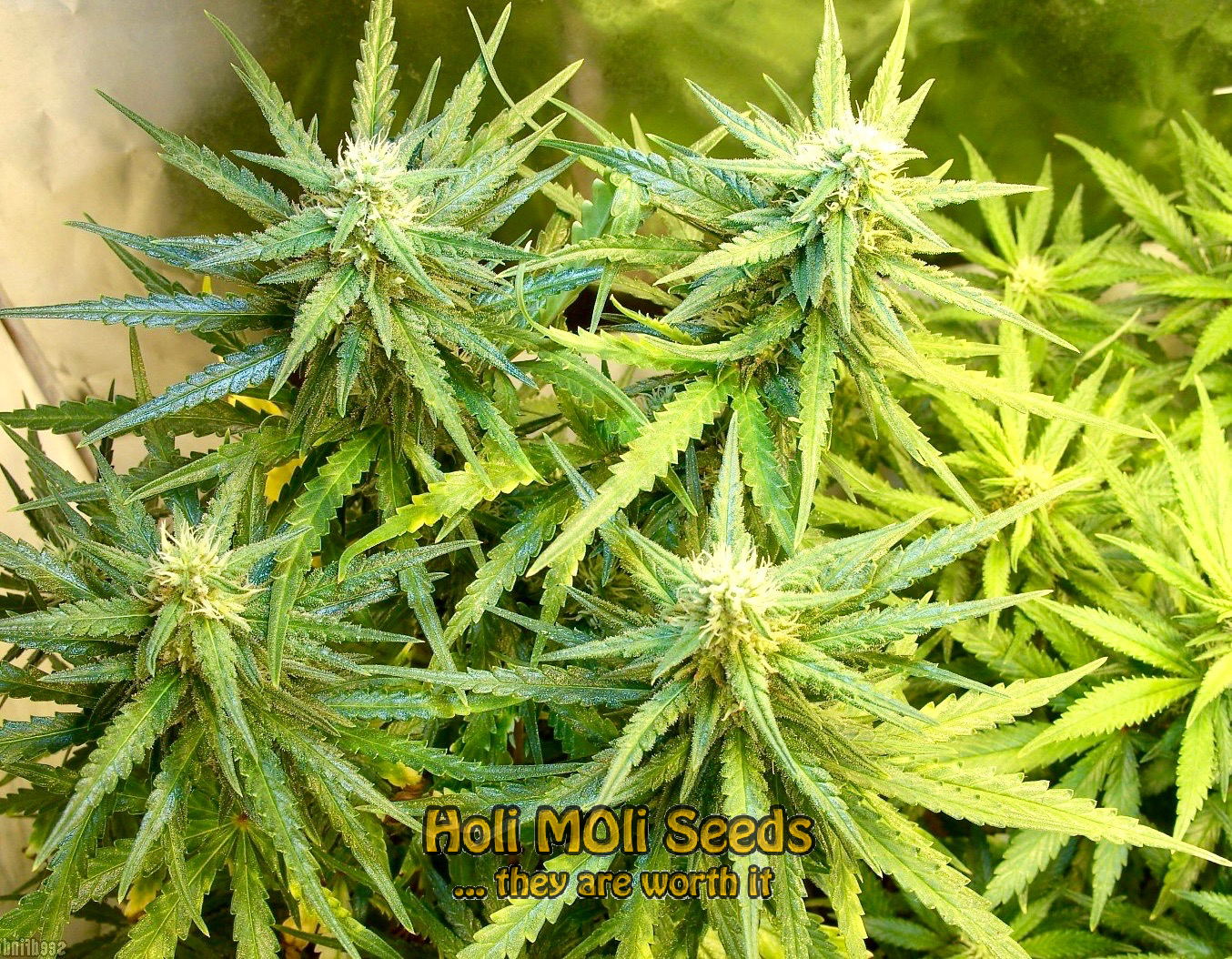 fire kush autoflower cannabis pics