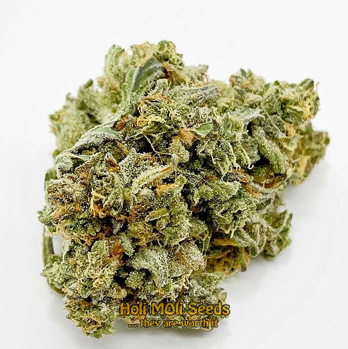 fire kush autoflower cannabis pics