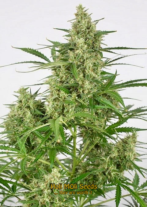 fire kush autoflower cannabis pics