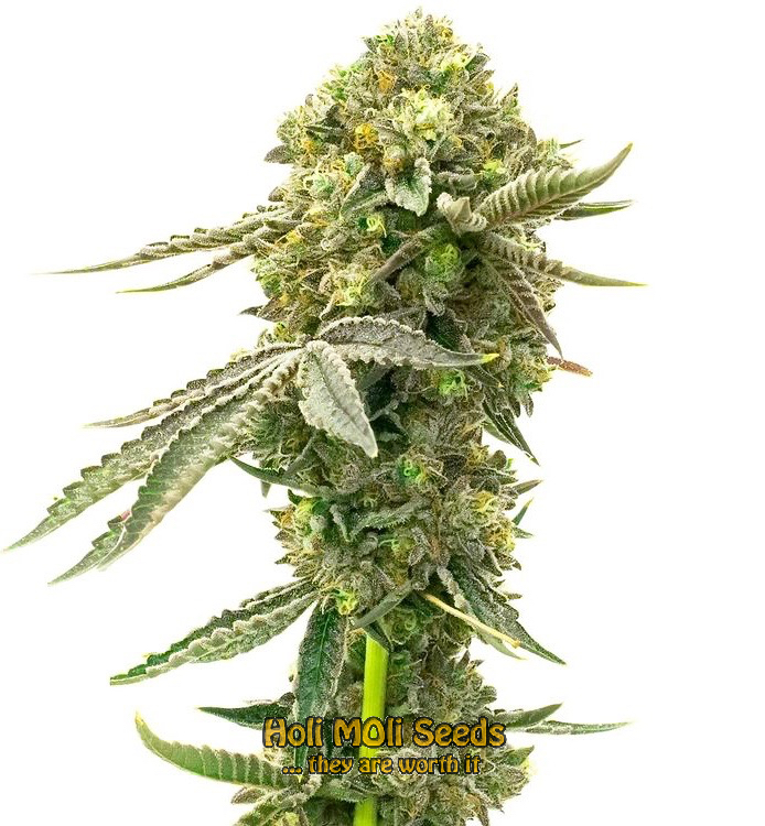 fire kush autoflower cannabis pics