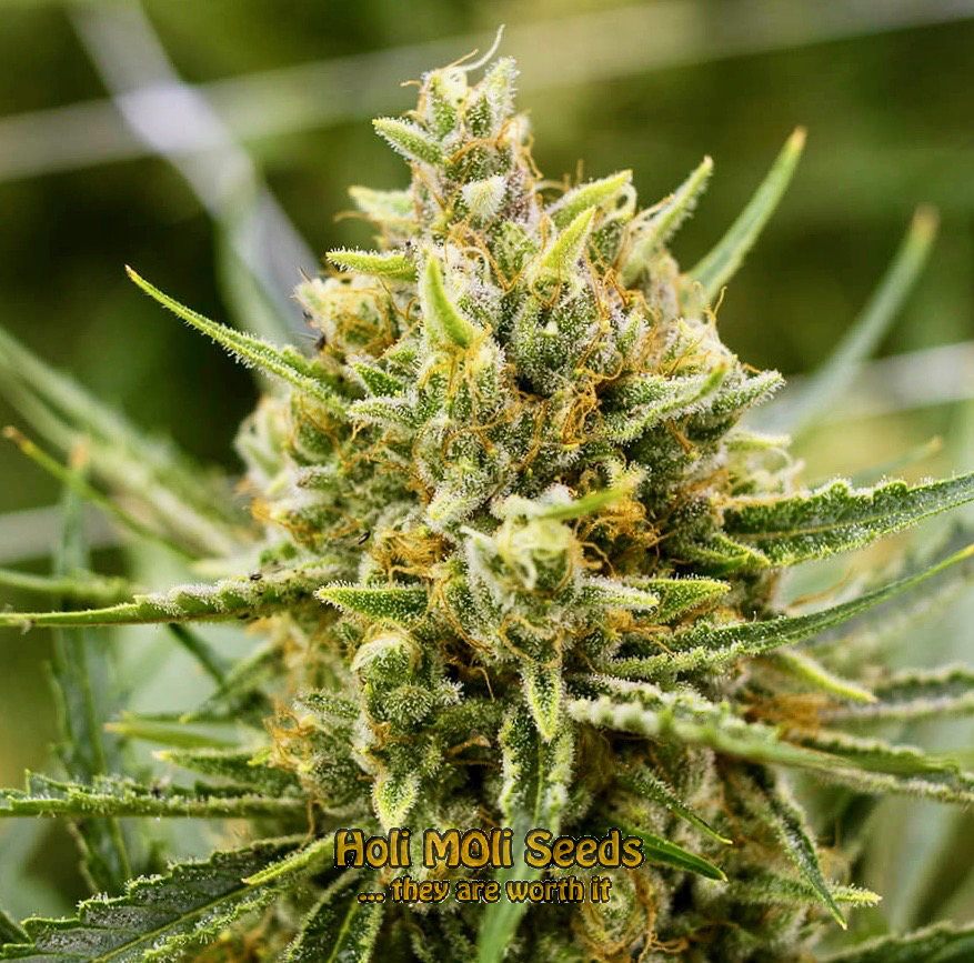 fire kush autoflower cannabis pics