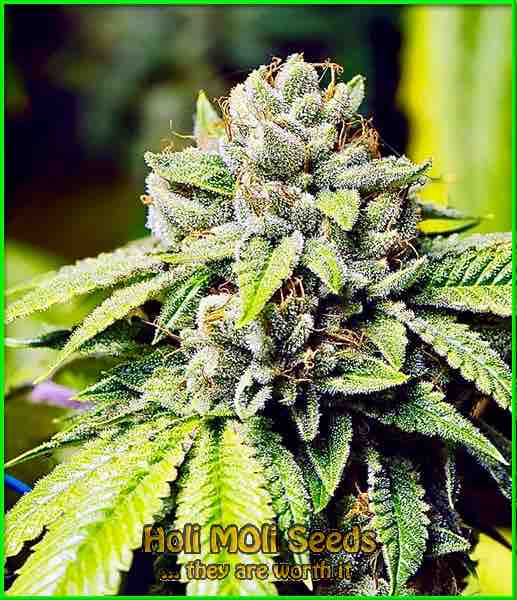 fire kush autoflower cannabis pics