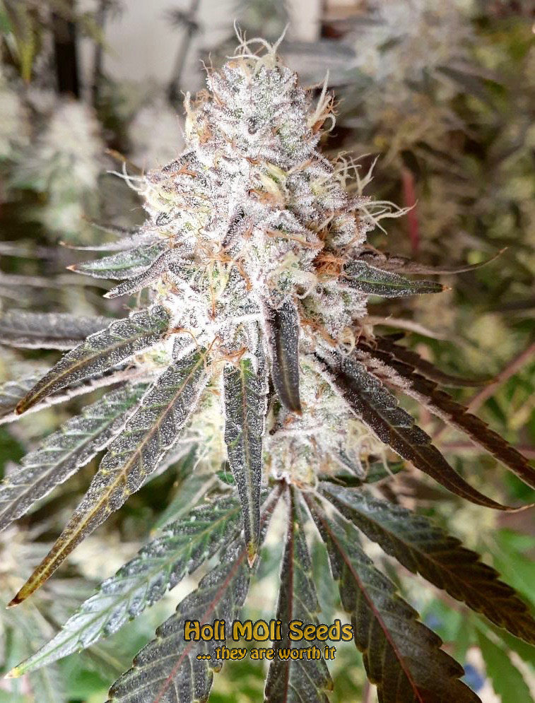 fro yo autoflower cannabis pics