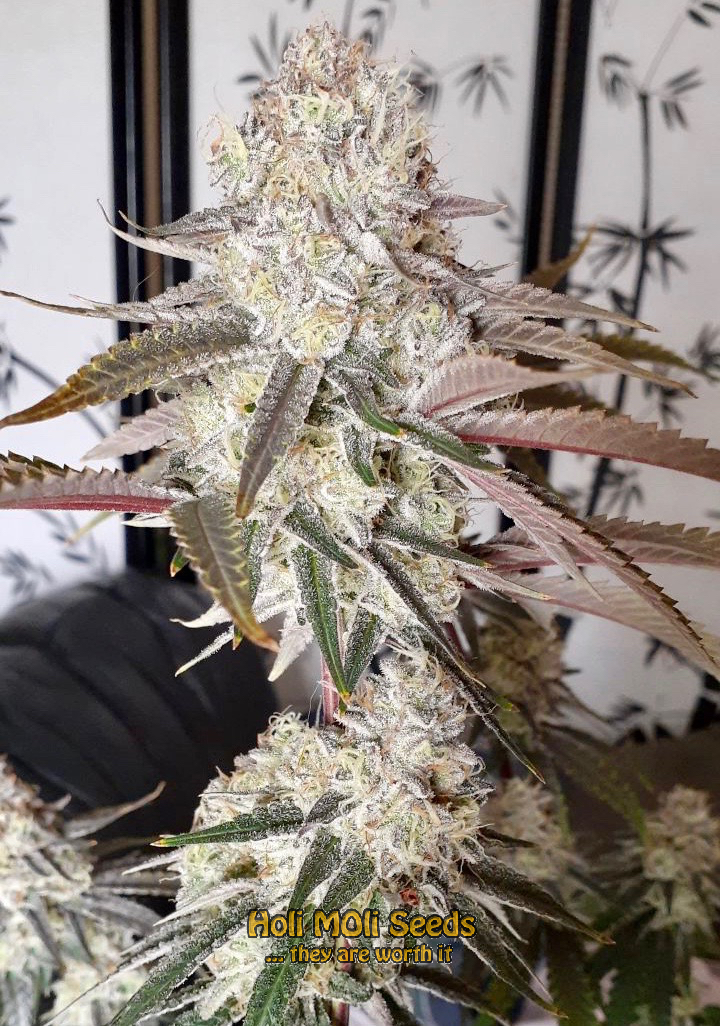 fro yo autoflower cannabis pics