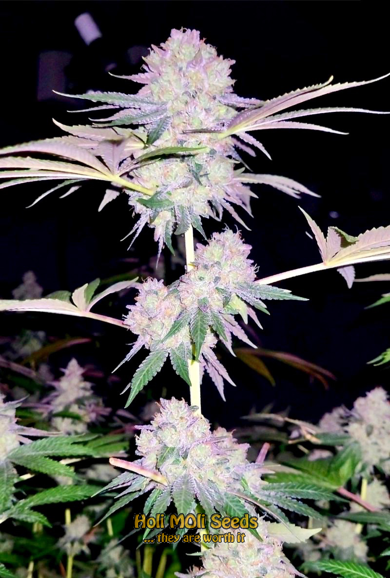 fruit autoflower cannabis pics