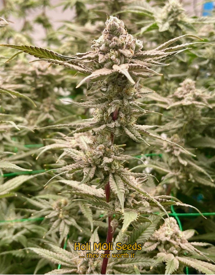 fruit autoflower cannabis pics