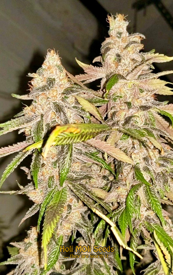 fruit autoflower cannabis pics