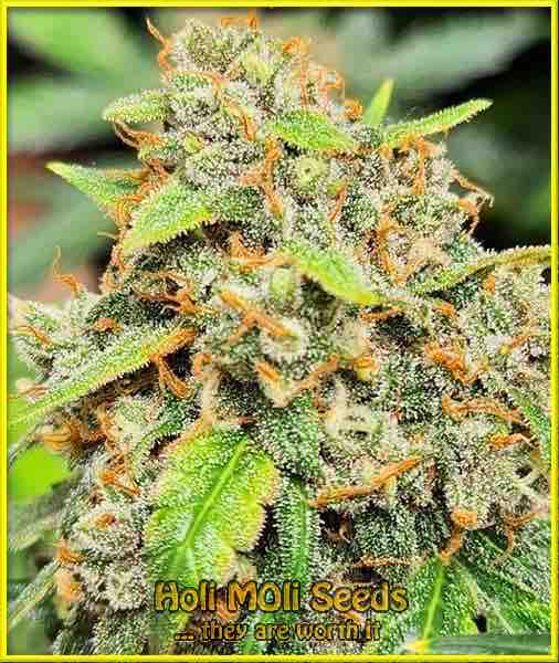 fruit autoflower cannabis pics